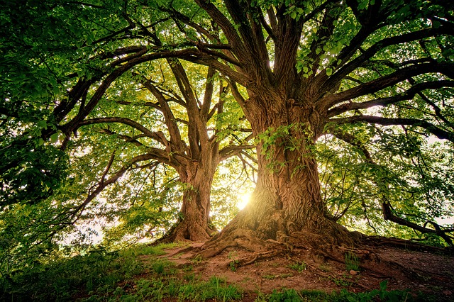 Grands arbres anciens éclairés par le soleil, symbolisant la restauration de la nature en Europe